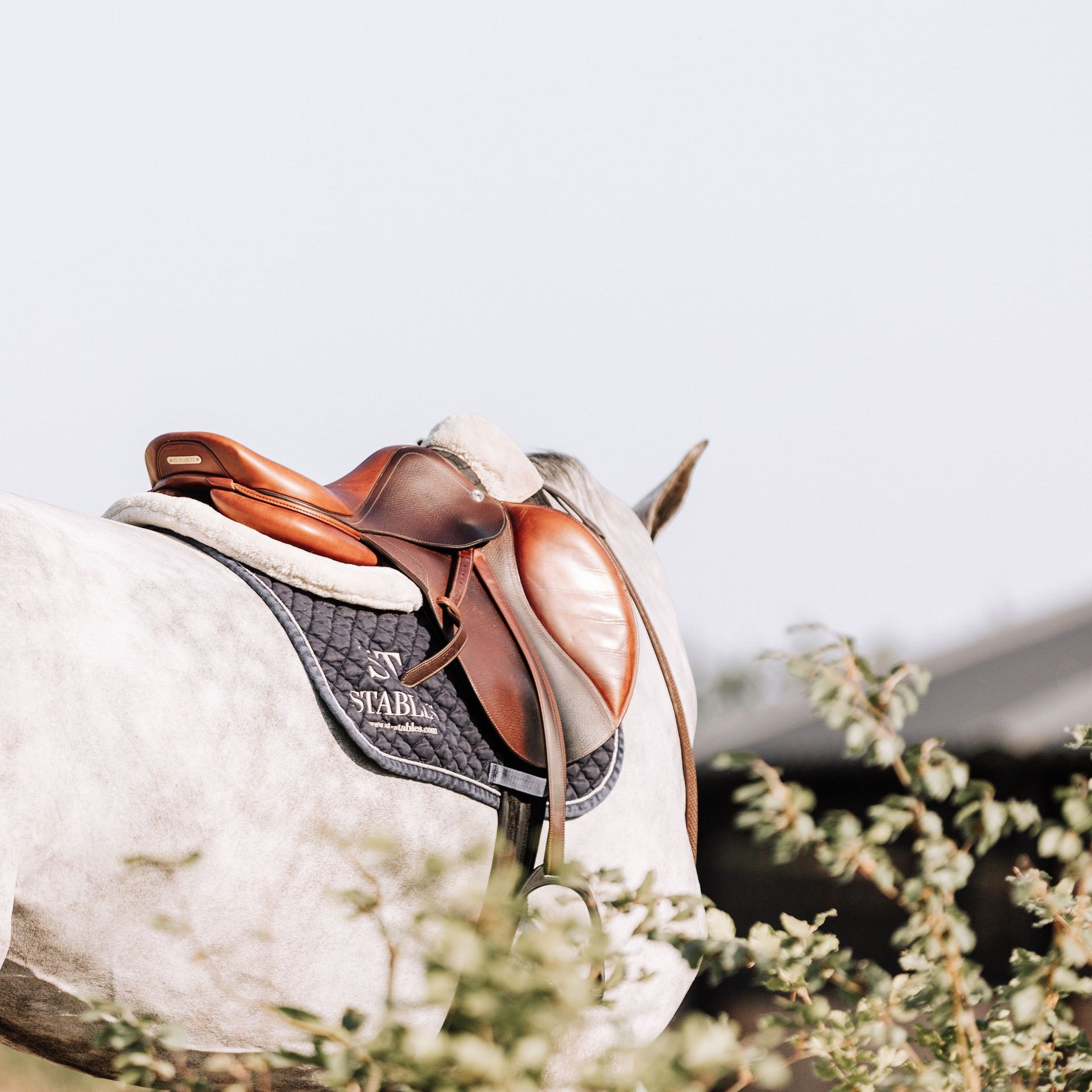 Close-up of a brown leather saddle on a white horse with foliage in the foreground.