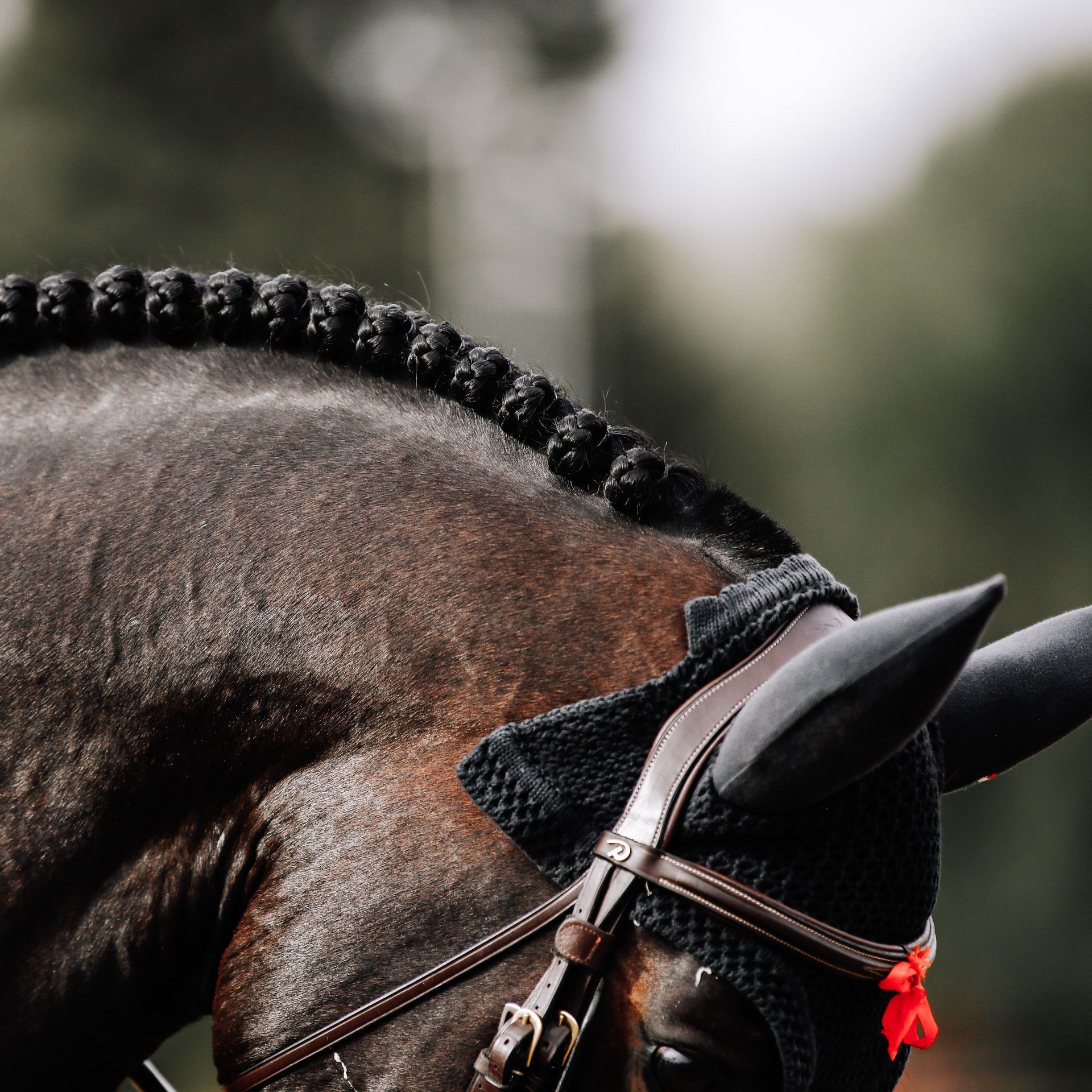 Close-up of a horse with braided mane and black ear bonnet during an equestrian event.